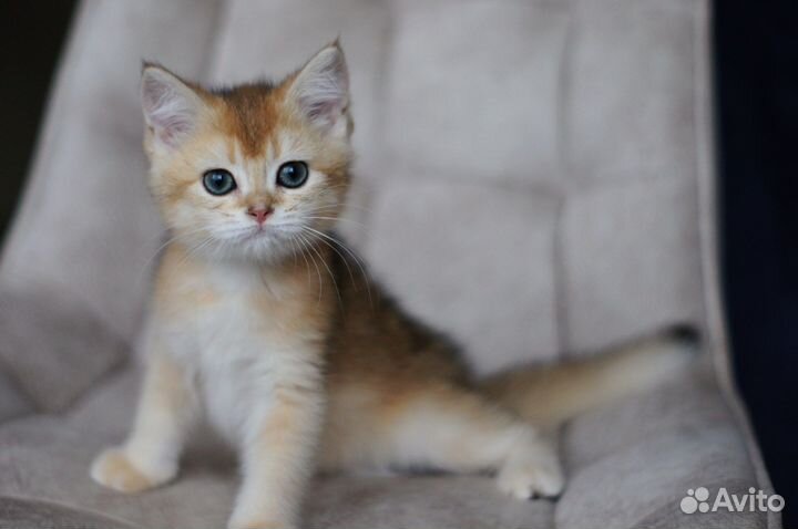 Британские золотые шиншиллы