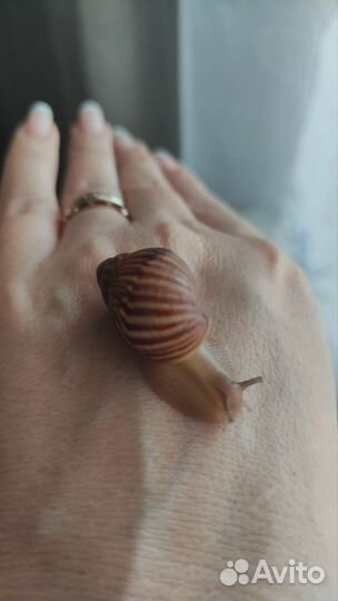 Улитки ахатины ретикулята