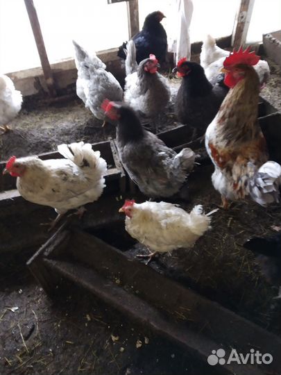 Инкубационное яйцо Даминантов несушек