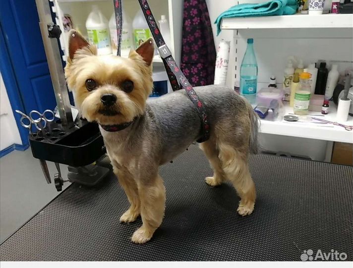 Стрижка собак и кошек. Груминг