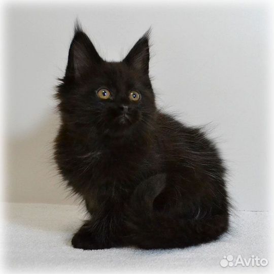 Котята мейкун