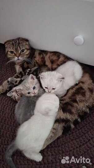 Шотландские котята