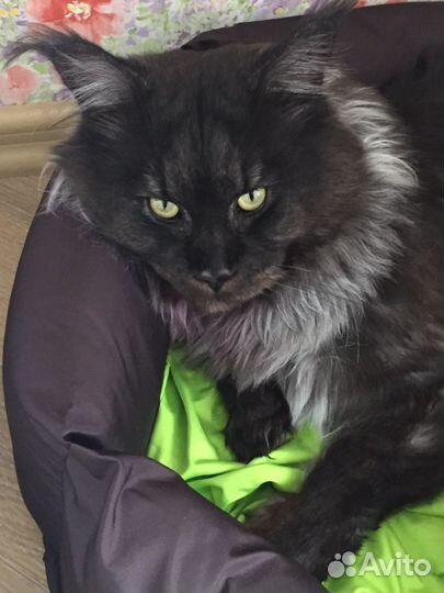 Кот мейн-кун вязка