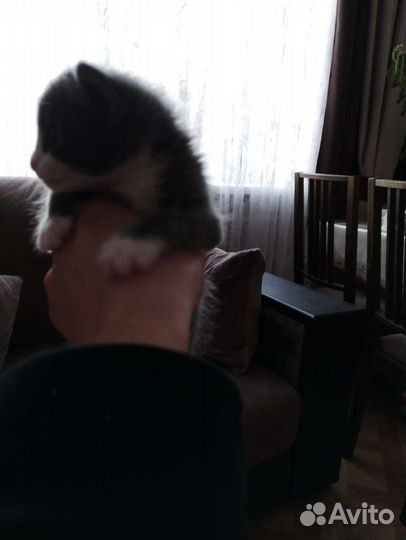 Кошка в дар