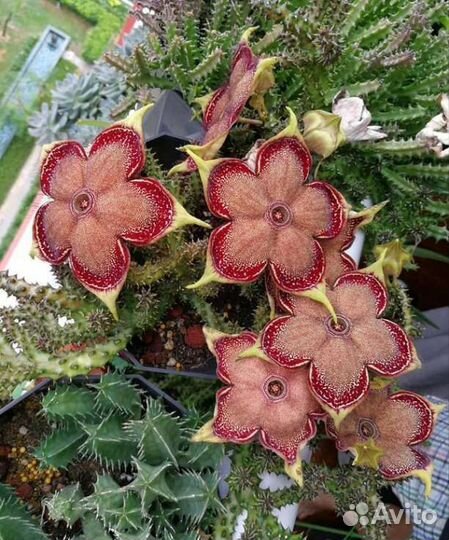 Эдитколея грандис 