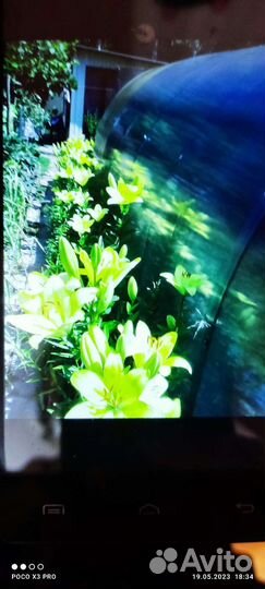 Рассада цветов