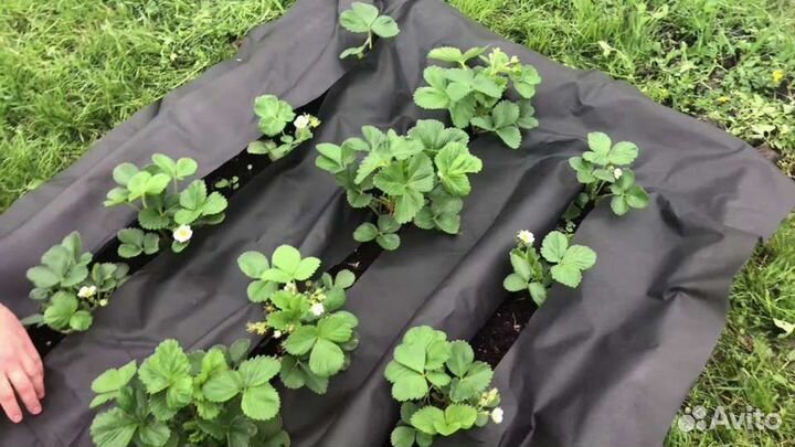 Укрывной материал спанбонд