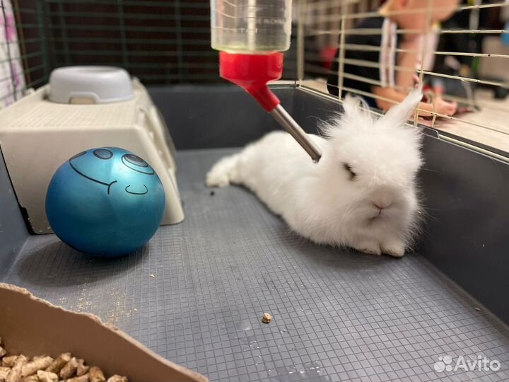 Степашка кролик