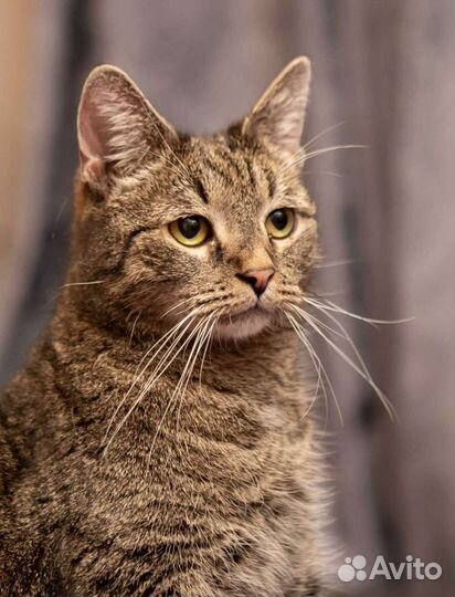 Котик в добрые руки