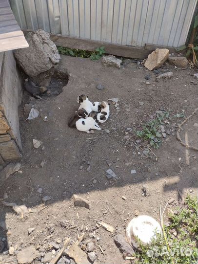 Щенки дворняги