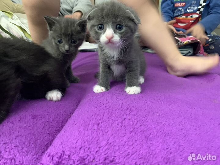 Котята
