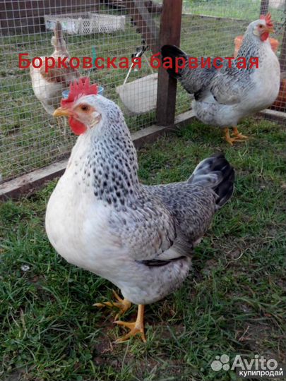 Цыплята породной птицы