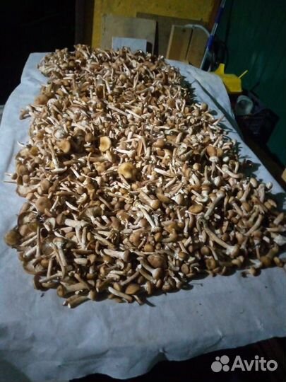 Грибы опята свежие