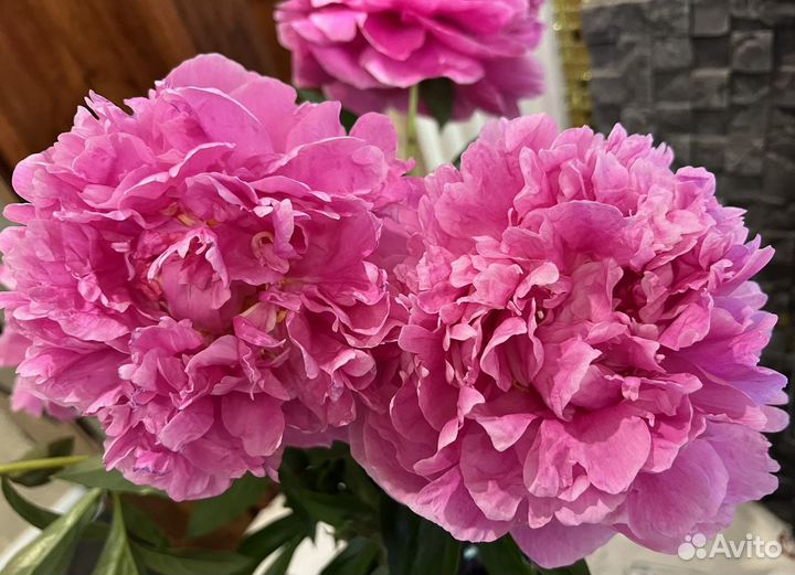 Пион розовый