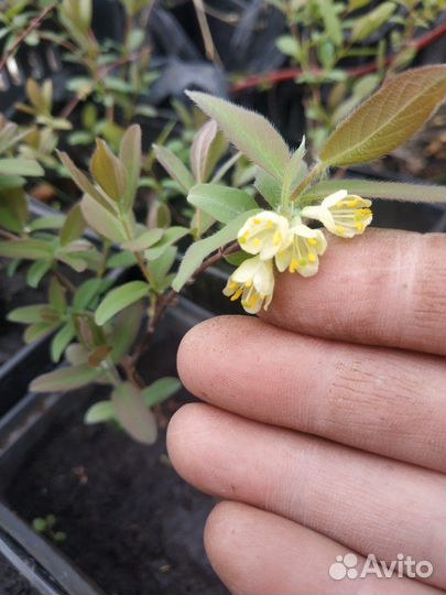 Саженцы жимолости