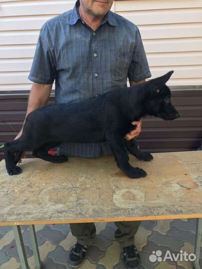 Щенки немецкой овчарки