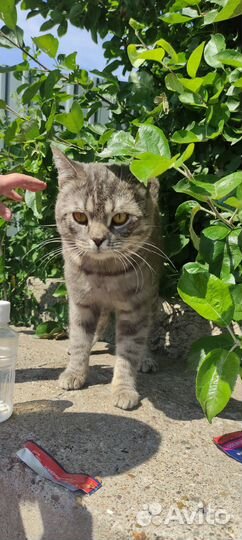 Отдам кота в добрые руки