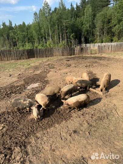 Свиньи поросята