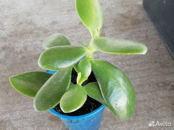 Толстянка, Крассула, Денежное дерево