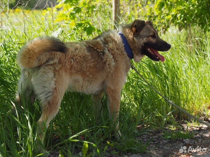 Собака Итан