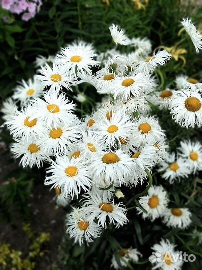 Анемона,монарда,морозник, хризантемы, калужница