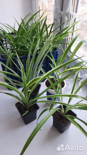 Хлорофитум пальма