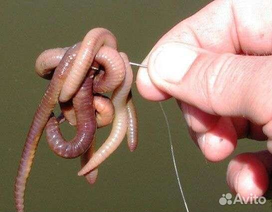 Черви Выползки для рыбалки