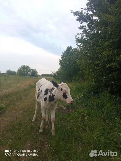 Продам телочку