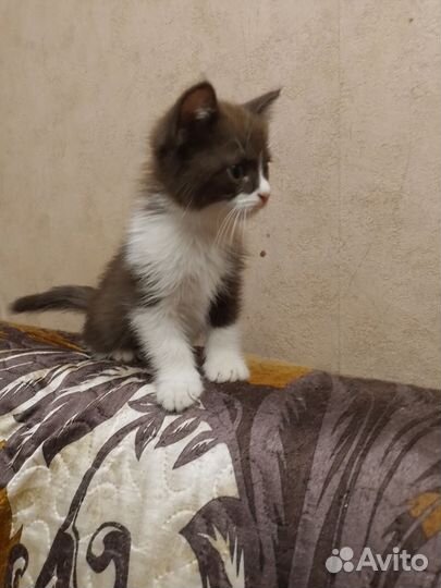 Котенок красавчик мальчик