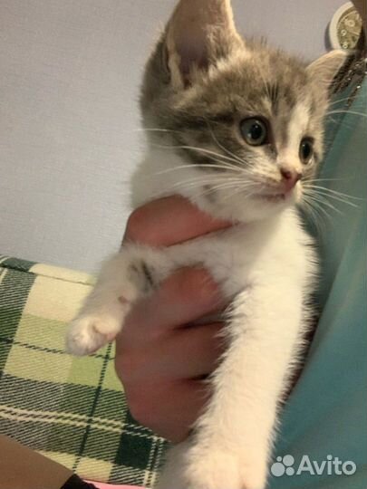 Котята в добрые руки бесплатно