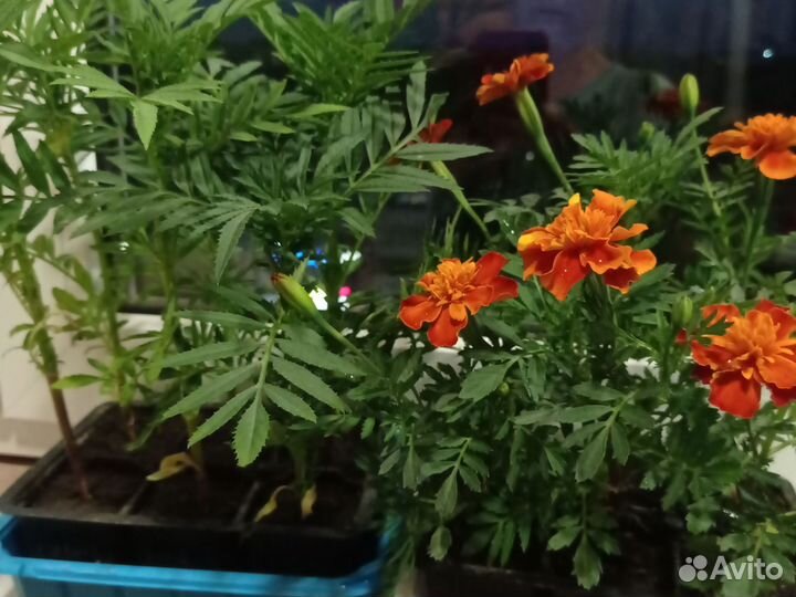 Рассада бархатцев