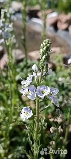 Вероника горечавковая