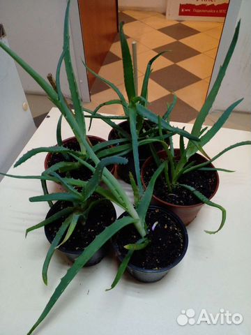 Алоэ Вера (столетник)