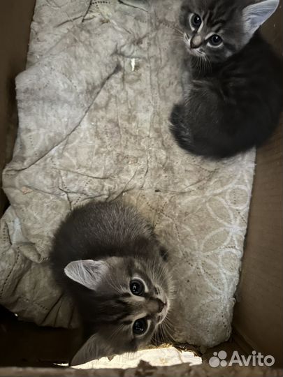 Котята в добрые руки