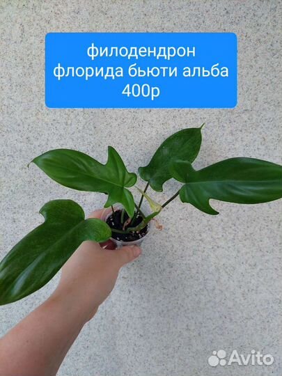 Филодендрон бонус,пин тонг,флорида бьюти альба