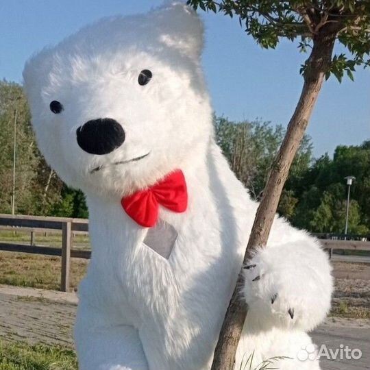 Белый медведь / Поздравление