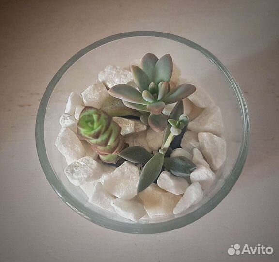 Флорариум мини. Суккуленты