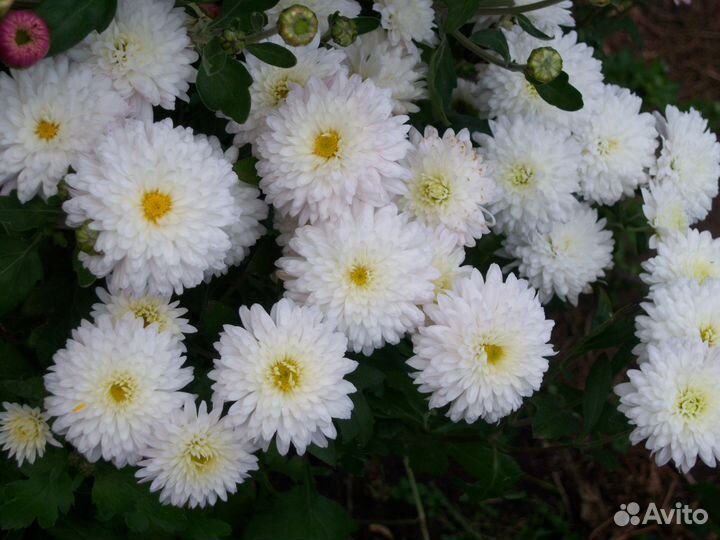 Корейские хризантемы и мультифлоры-шарики