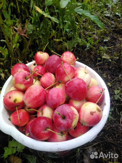 Яблочки - ранетки