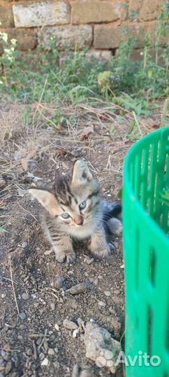 Коты в дар, в добрые руки очень игривые, кушают