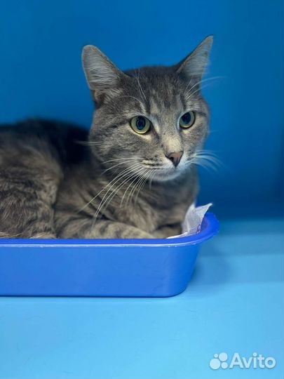 Самый нежный кот Дартаньян ждёт семью