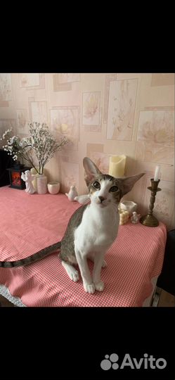 Ориентальная кошка