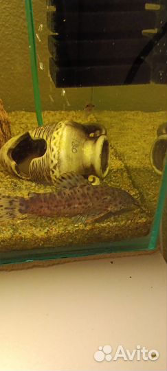 Сом Таракатум