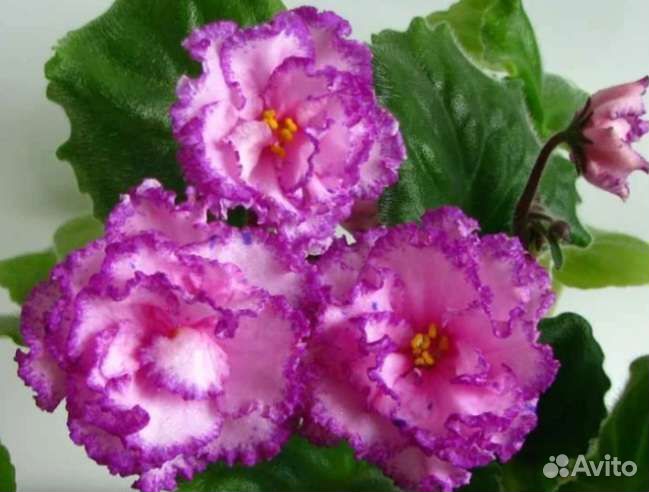 Фиалки сортовые