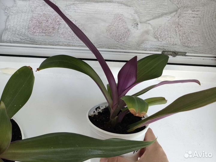 Традесканция рео