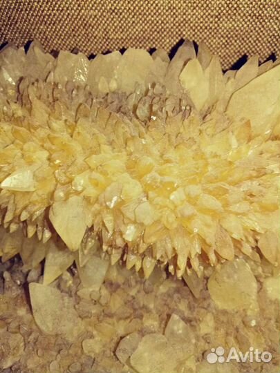 Окоменелое дерево