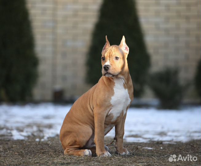 Девочка амстафф 2,5 мес
