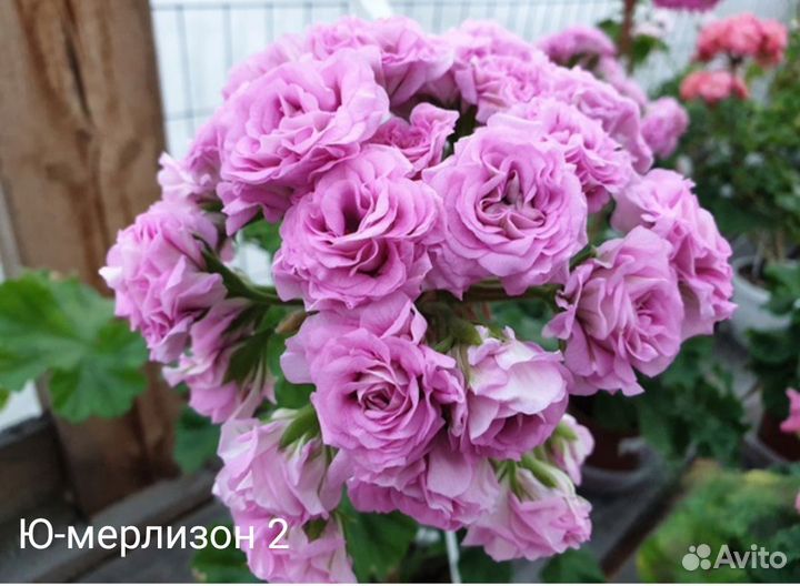 Сортовые пеларгонии (герани)