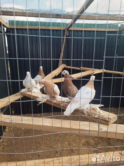 Голуби узбекские. Игровые