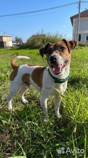 Вязка джек Рассел терьер